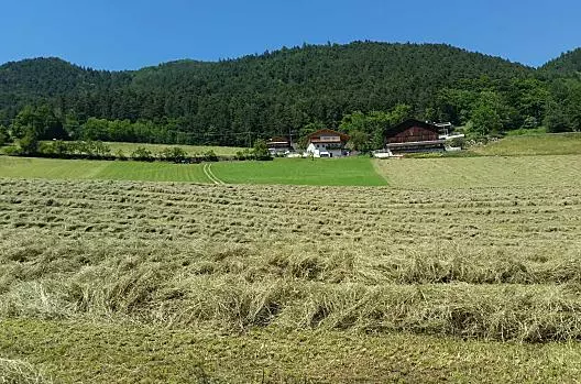 Heuernte