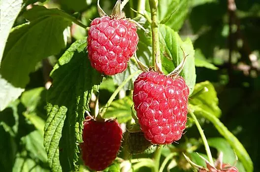 Beeren direkt aus dem Garten