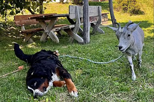Farm dog Nelly and goat Mackie 