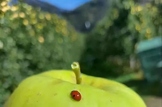 Apfelernte