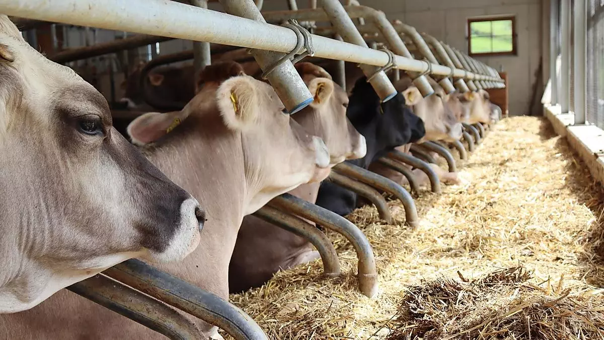 We love the 'Braunvieh' cattle breed here at Huberhof.