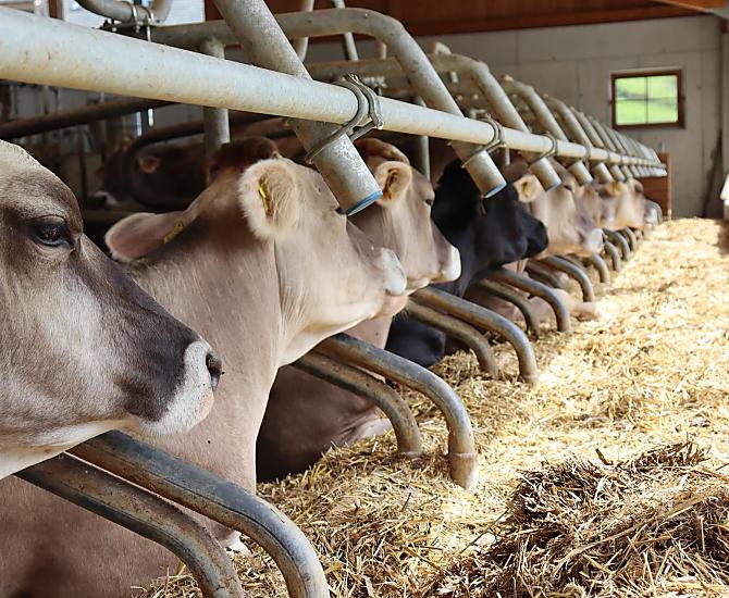 We love the 'Braunvieh' cattle breed here at Huberhof.