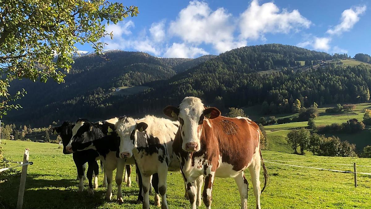 Leimgruberhof - Photo gallery Photo