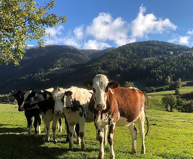 Leimgruberhof - Photo gallery Photo