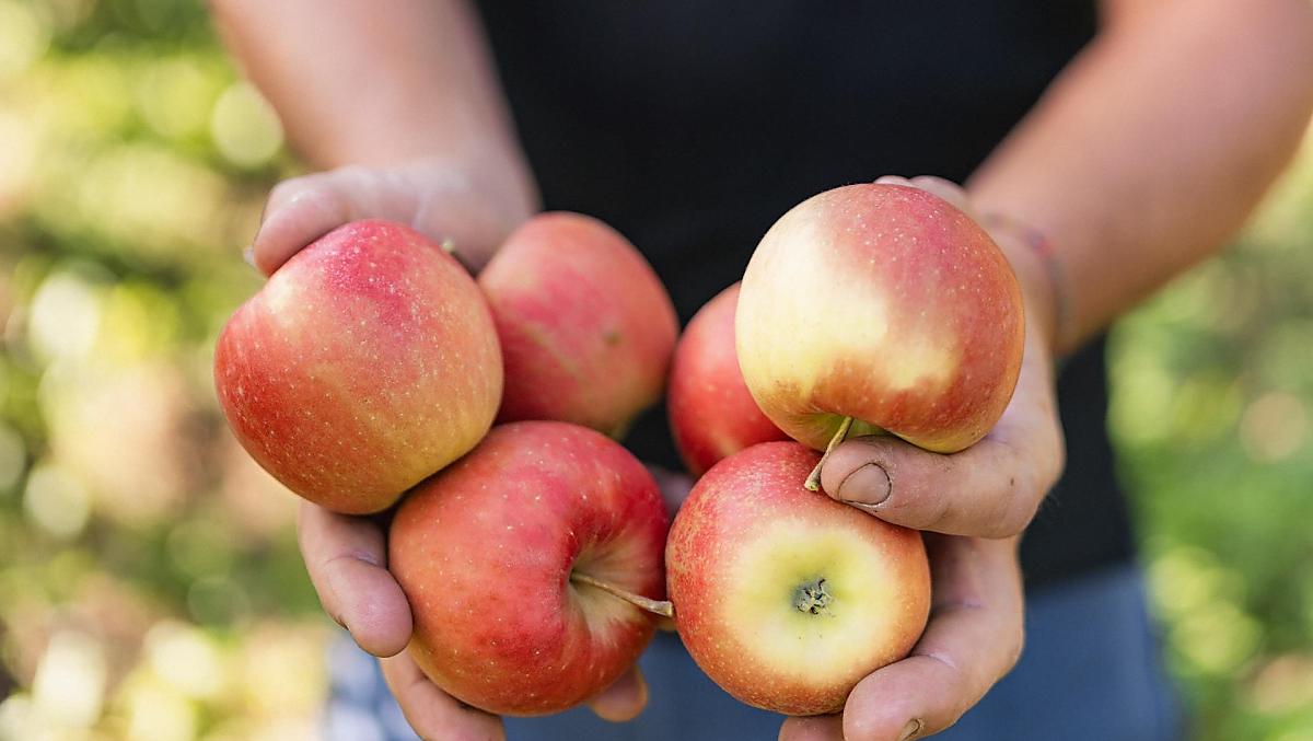 The apple harvest in autumn