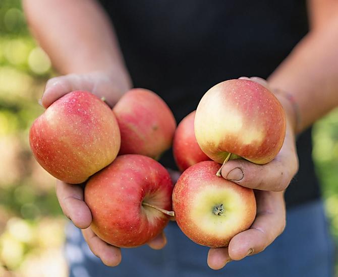 The apple harvest in autumn