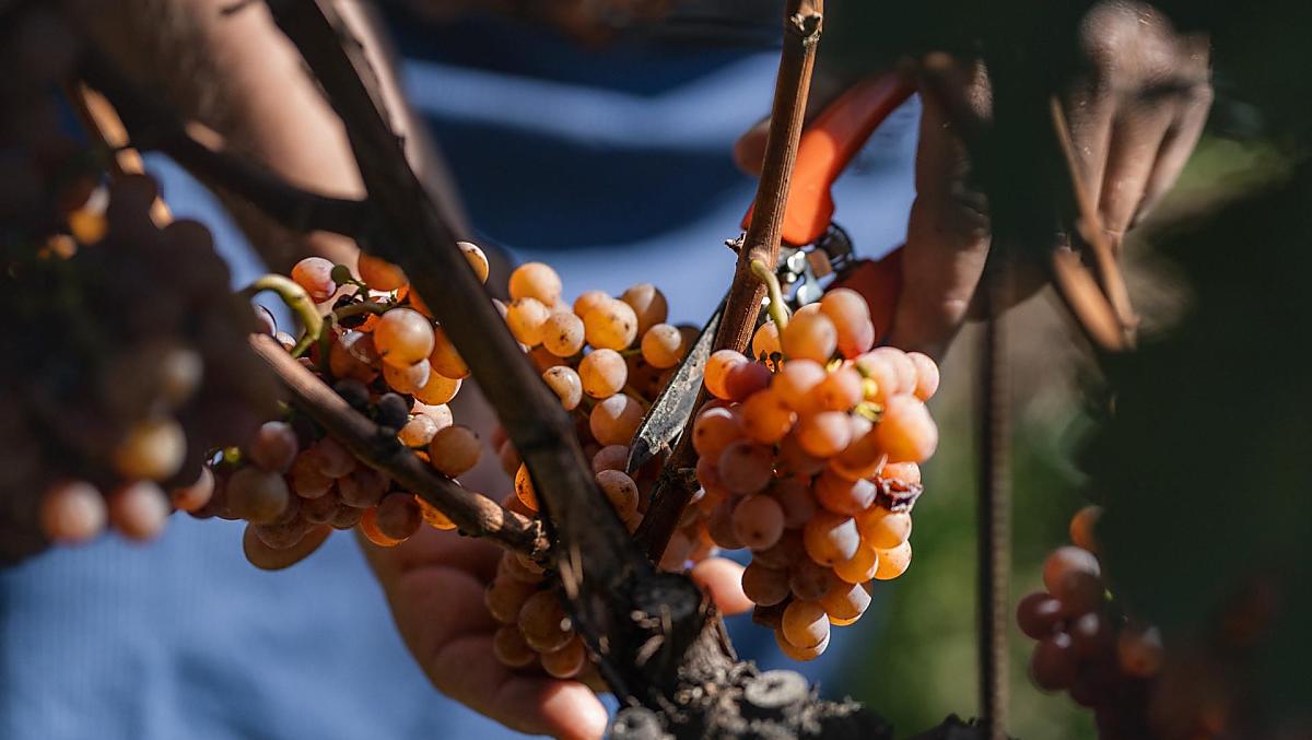 The grape harvest in autumn