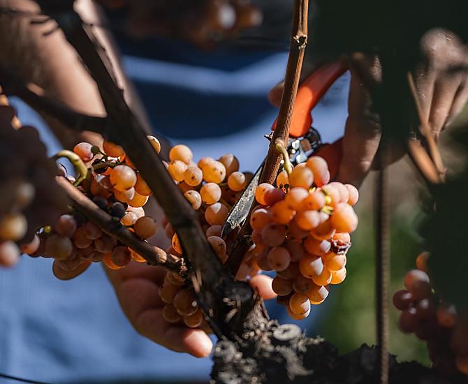 The grape harvest in autumn