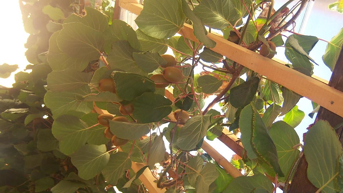 Die Kiwis sind reif