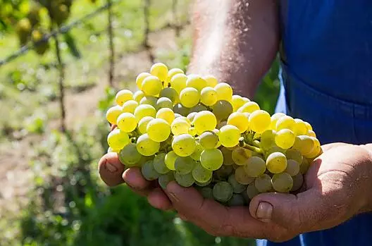Weingut Weitgruber-Raffeis - List Photo