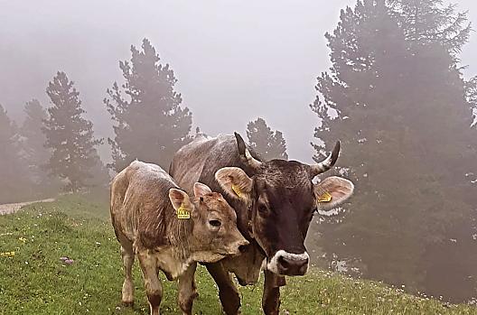mother cow with calf