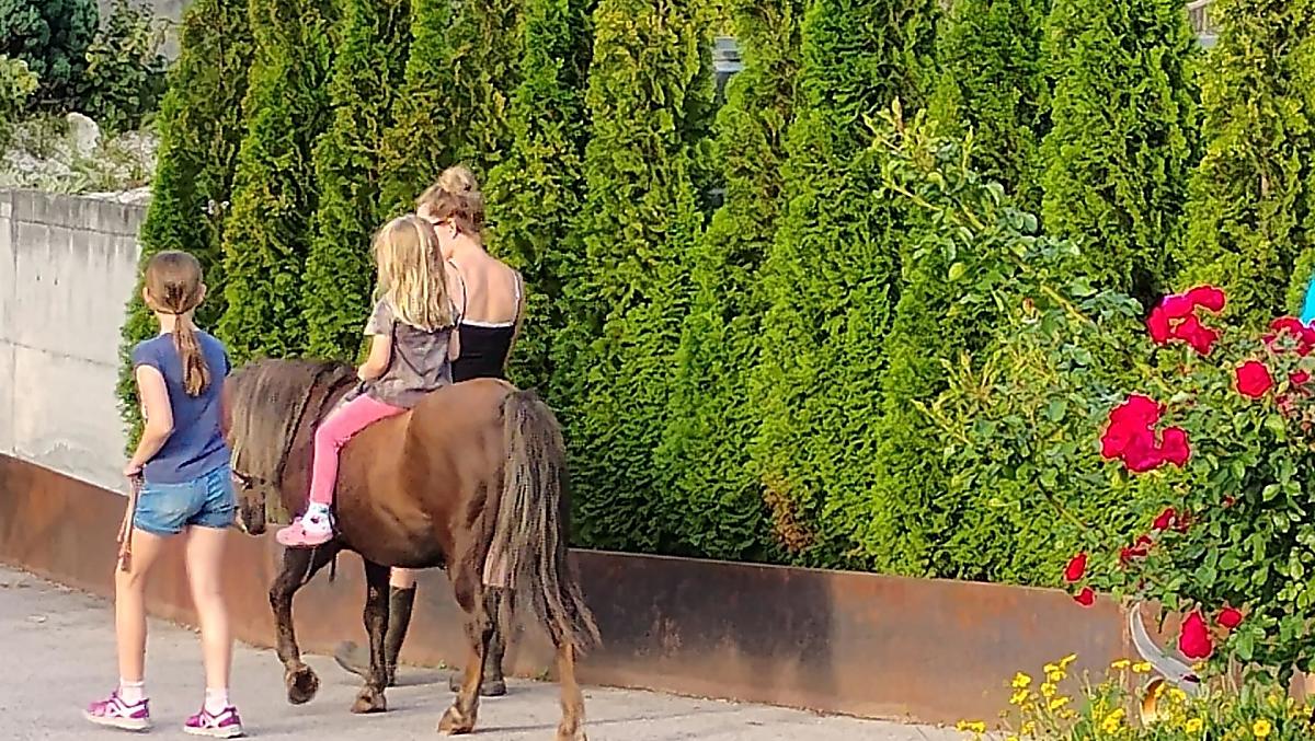 Striegeln, putzen und erste Reitversuche auf unserem Hof