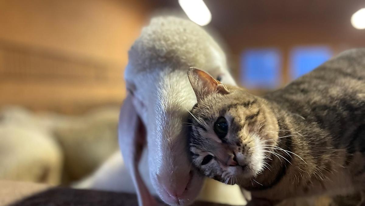 Unsere Tiere sind alle sehr lieb und an Menschen gewöhnt 