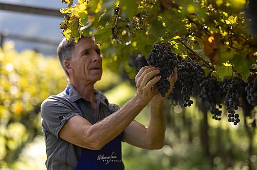 Checking the grapes