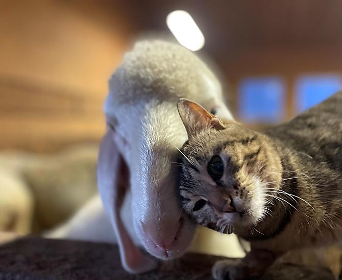 Unsere Tiere sind alle sehr lieb und an Menschen gewöhnt.