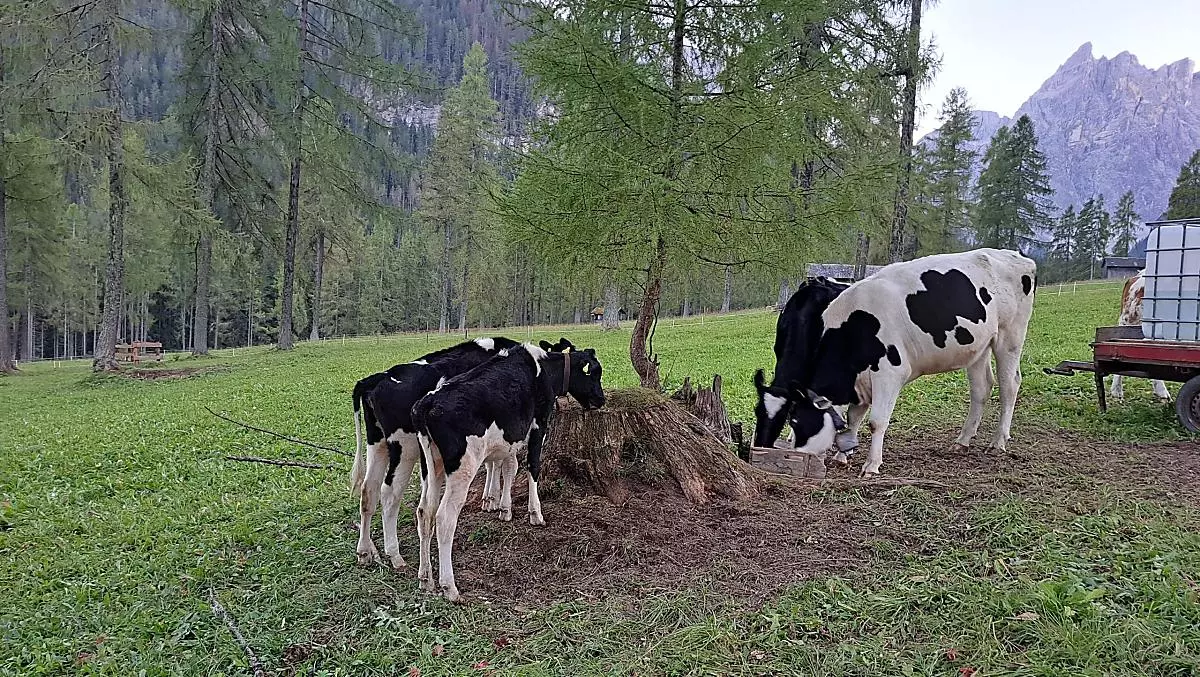 Ausserschrafflerhof - Photo gallery Photo