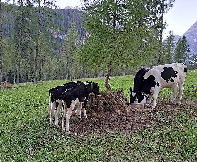 Ausserschrafflerhof - Photo gallery Photo