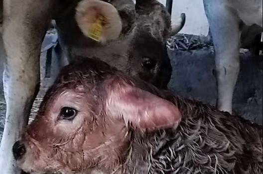 A newborn calf