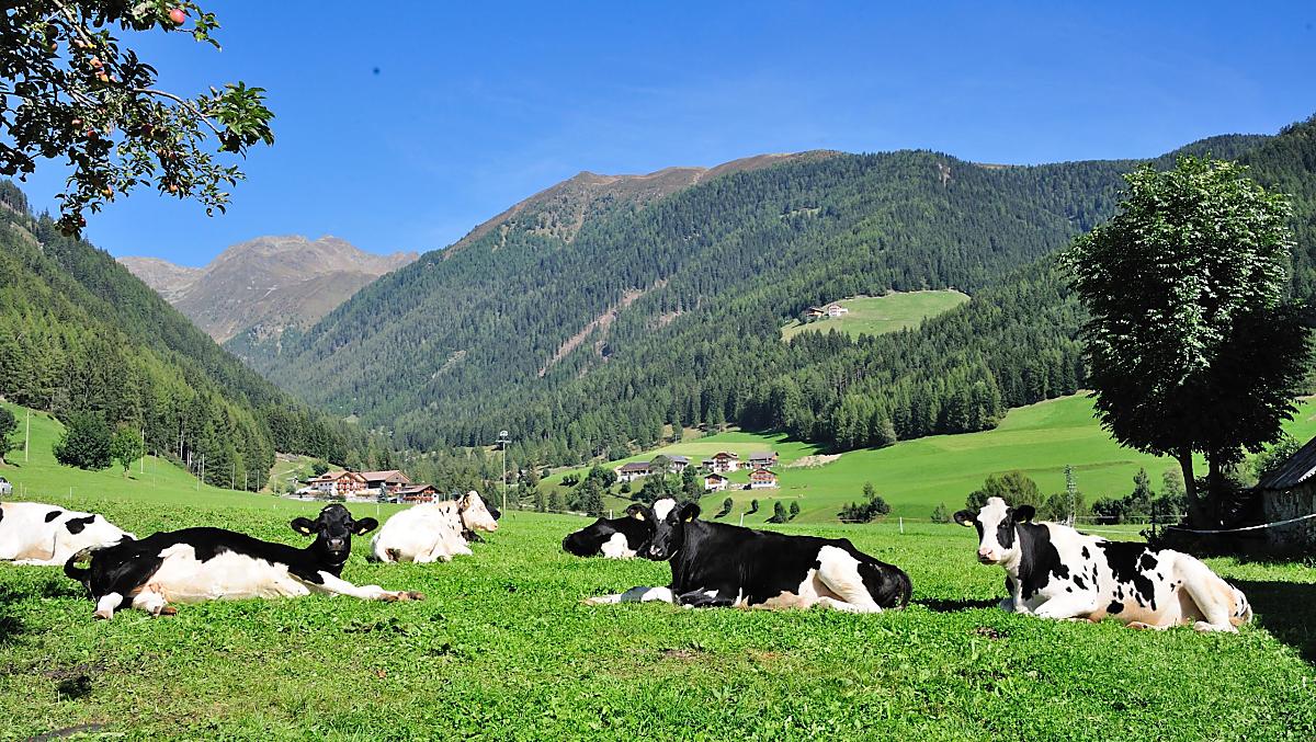 Leimgruberhof - Photo gallery Photo