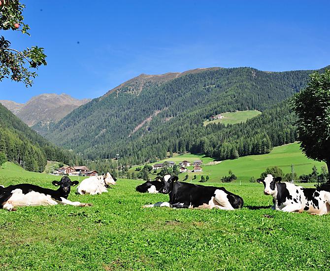 Leimgruberhof - Photo gallery Photo