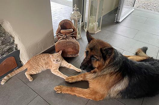 Charlie und Prinz – zwei wunderbare Haustiere, die den Alltag verschönern.