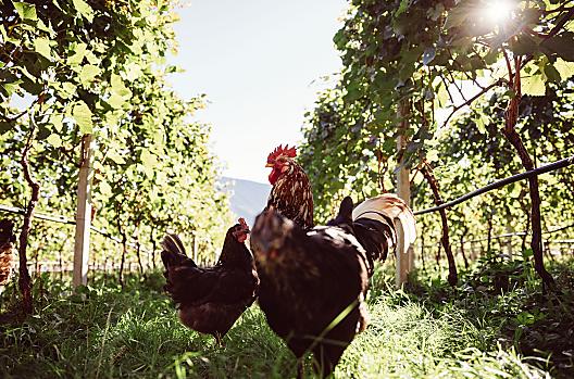 Weinhof Von Payr - List Photo