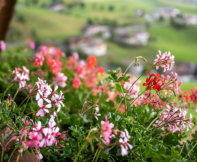Leimgruberhof - Photo gallery Photo
