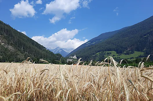 Roggenfeld mit Blick auf Burg Taufers