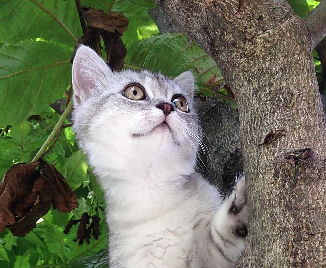 Katze Nala