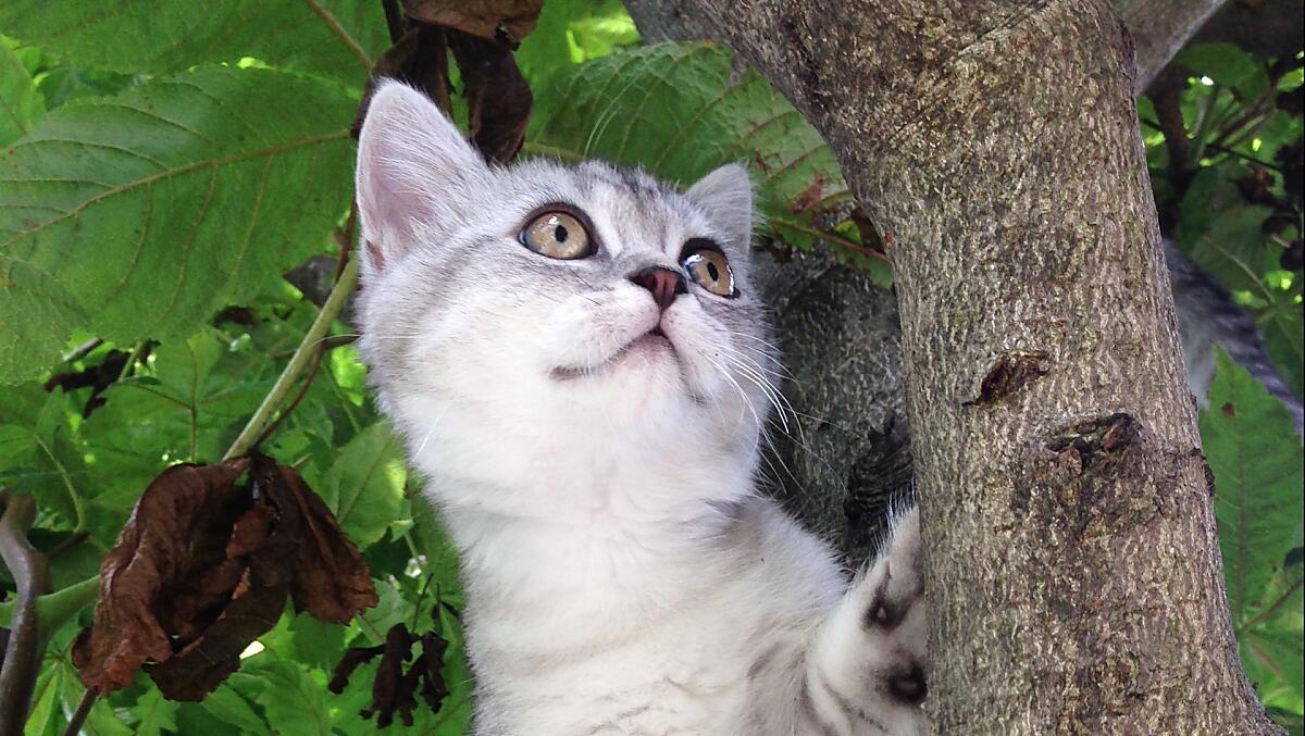 Katze Nala