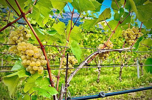 The vineyards right on the farm - top quality Pinot Blanc