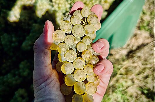 We take our 'Sankt Valentin' and 'Schulthaus' Pinot Blanc to Sankt Michael/Eppan winery.