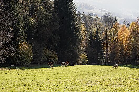 Gfohlerhof - list Photo