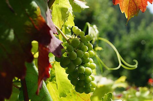 The old Blaue Portugieser vine has accompanied the Grumserhof for decades.