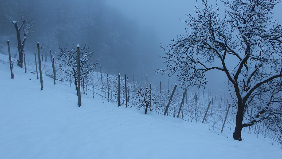 Weinberg im Winter