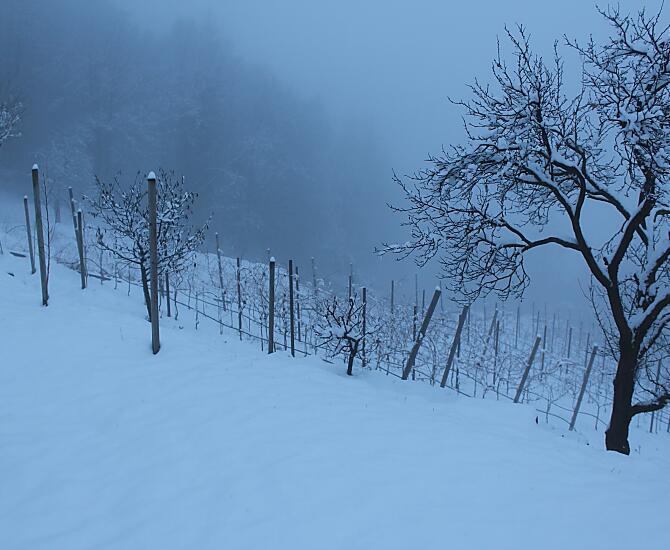 Weinberg im Winter