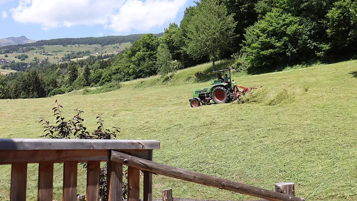Harvesting hay in the summer