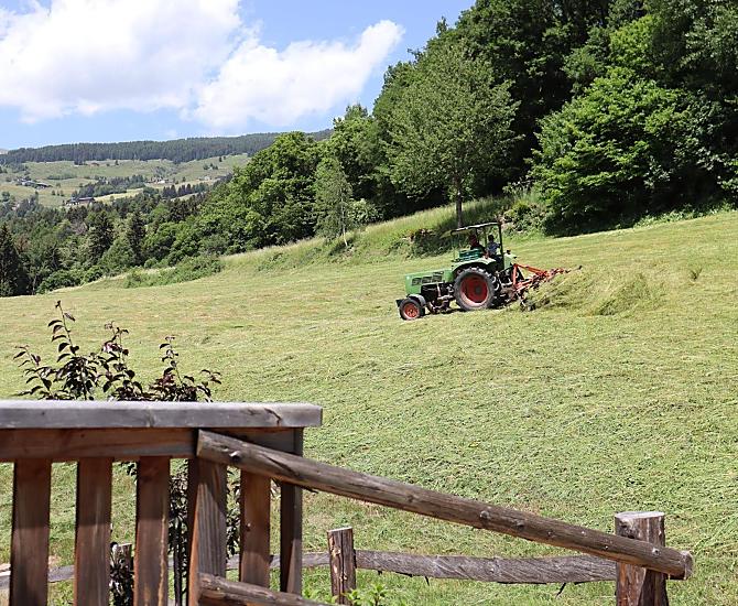 Harvesting hay in the summer