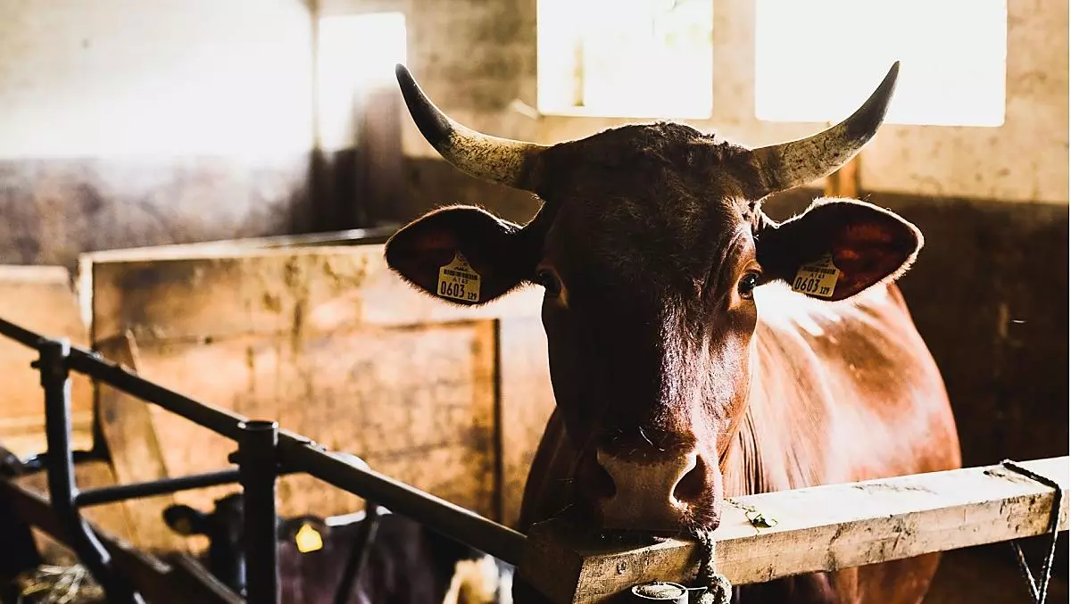 Our Pinzgau cow Rosa.