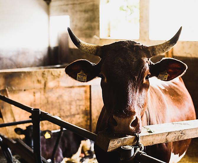 Our Pinzgau cow Rosa.