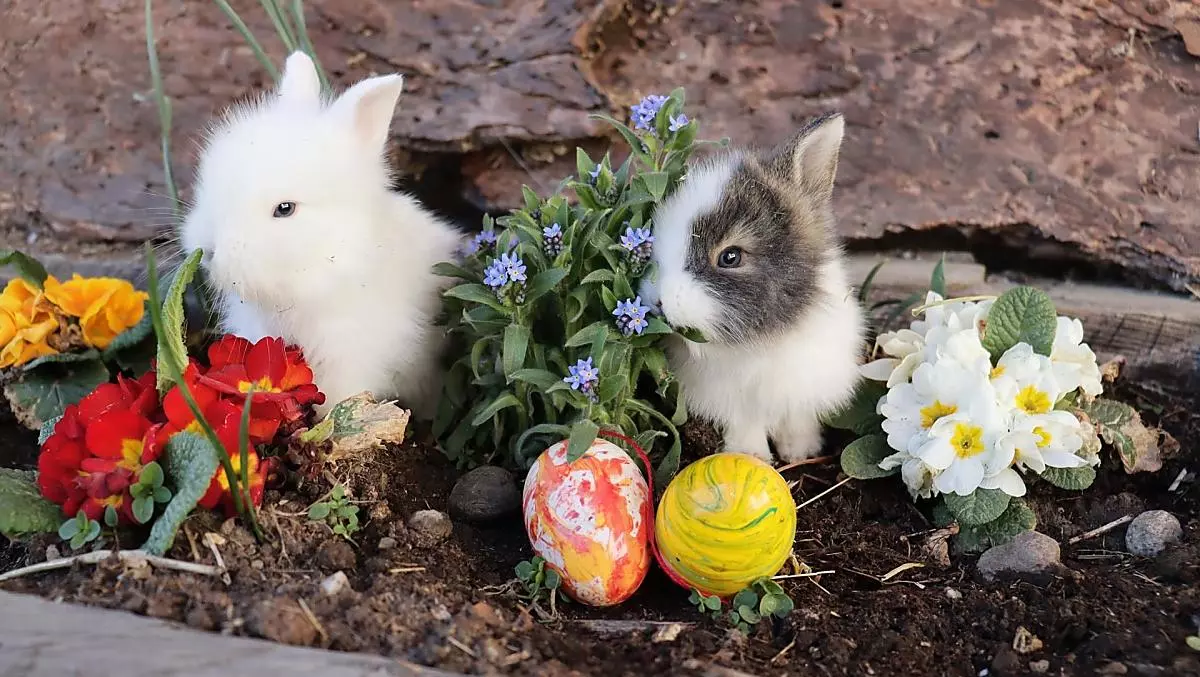 Our dwarf bunnies
