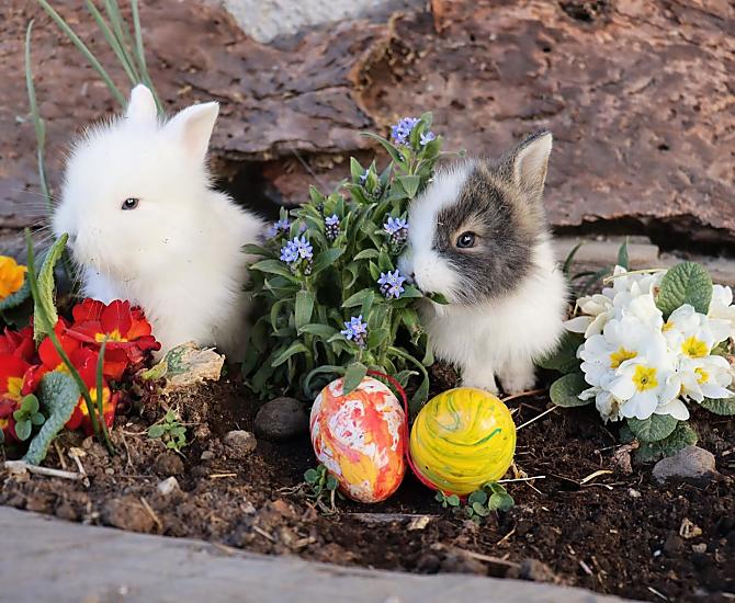 Our dwarf bunnies