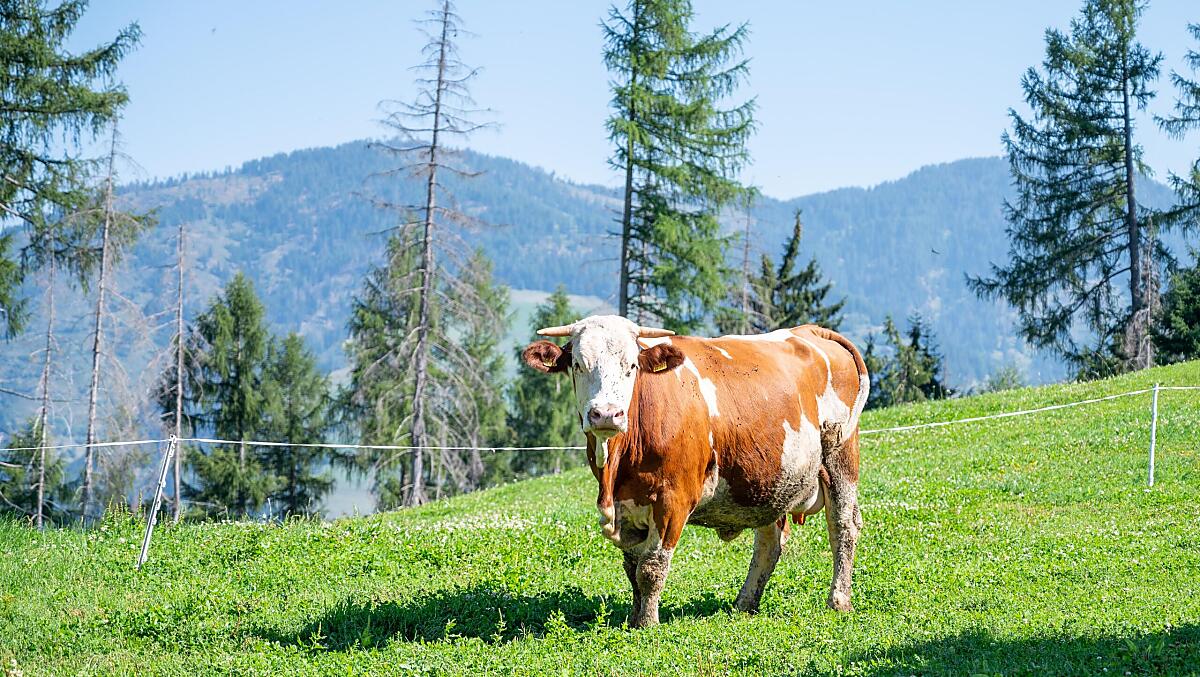BioHeumilch