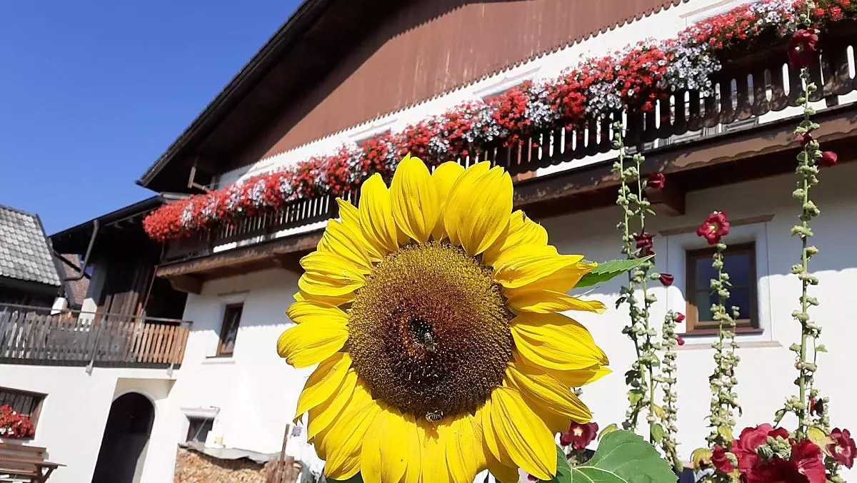Schopferhof - gallery Photo