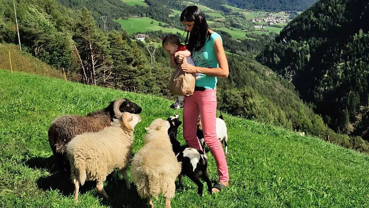 Erleben Sie unsere Schafe und Ziegen mit Ihren Kindern auf der Weide oder beobachten Sie diese von Ihrem Balkon aus. Helfen Sie Füttern! 
