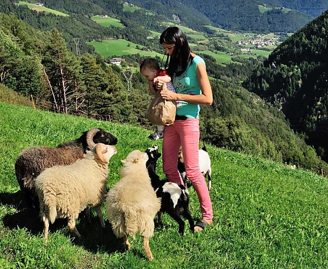 Erleben Sie unsere Schafe und Ziegen mit Ihren Kindern auf der Weide oder beobachten Sie diese von Ihrem Balkon aus. Helfen Sie Füttern! 