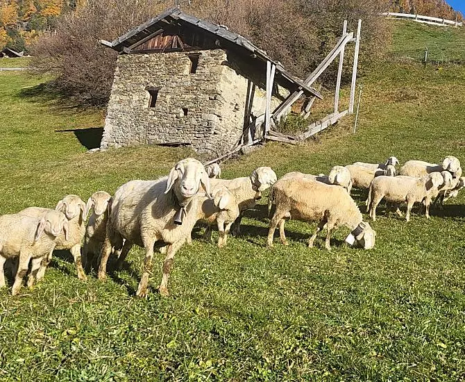 Die Schafe sind im Herbst zu Hause
