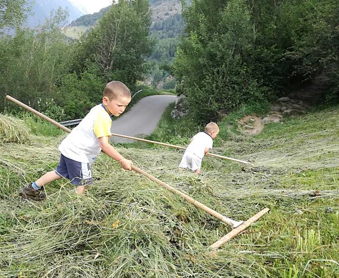 The boys raking the hay