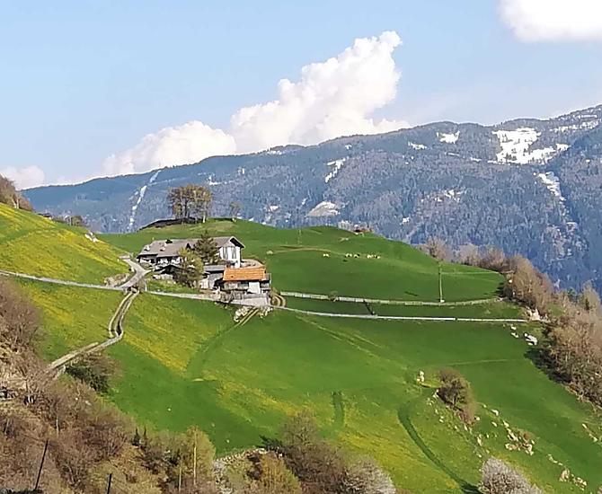 Our farm dressed in dandelions in April/May