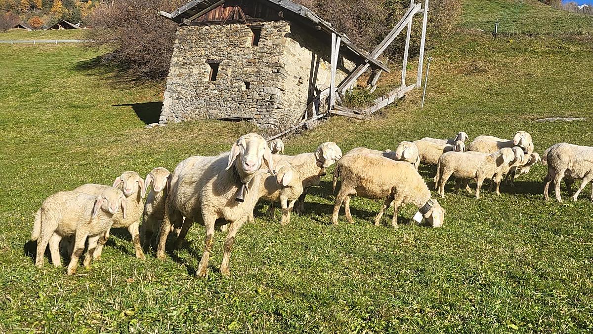The sheep are at home in autumn